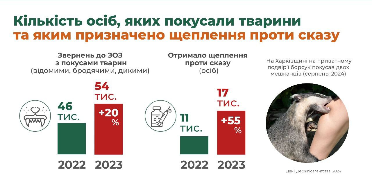 Число лисиць в Україні зросло вп'ятеро: чим це небезпечно і як впливає на поширення сказу